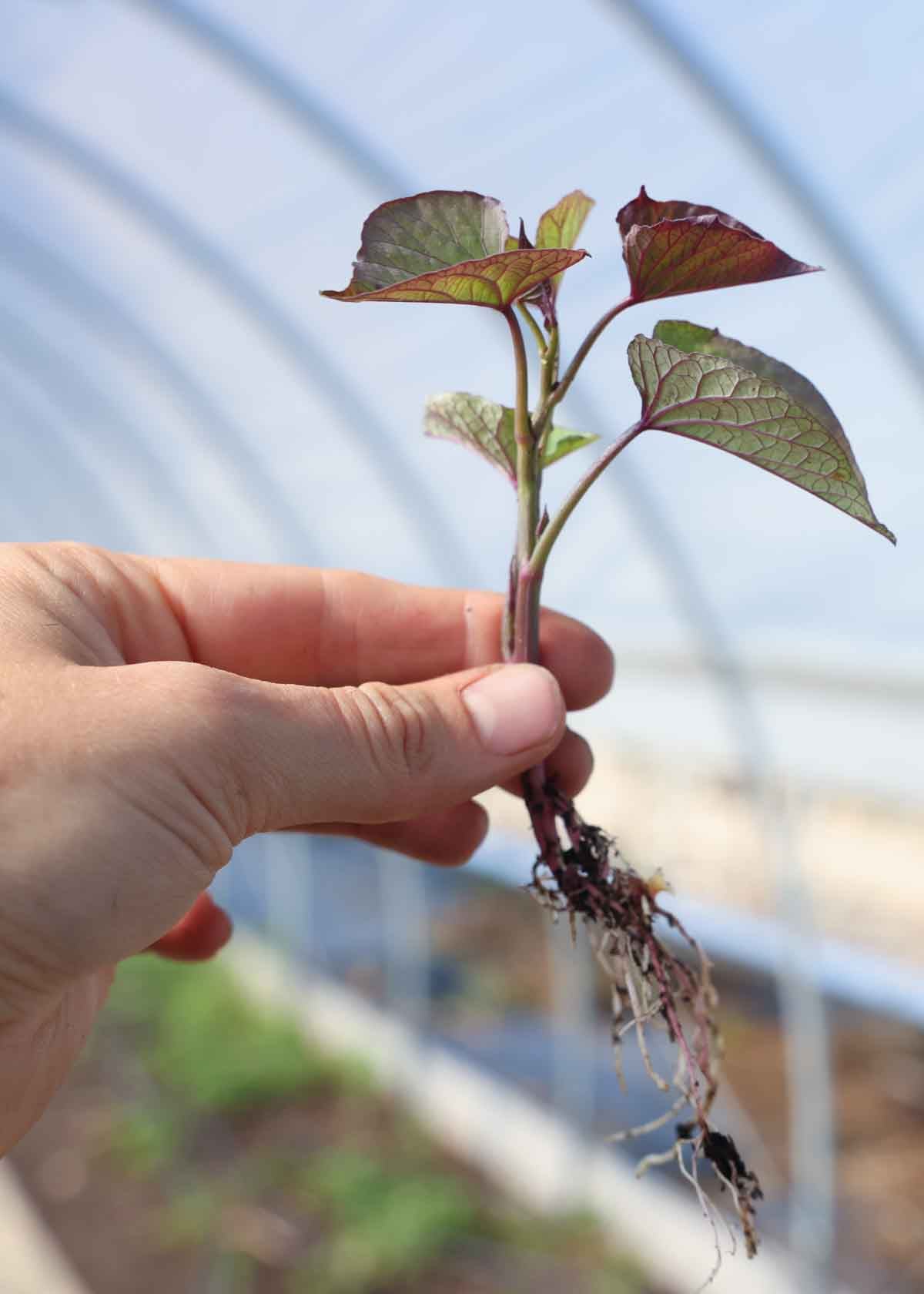 An individual sweet potato slip.