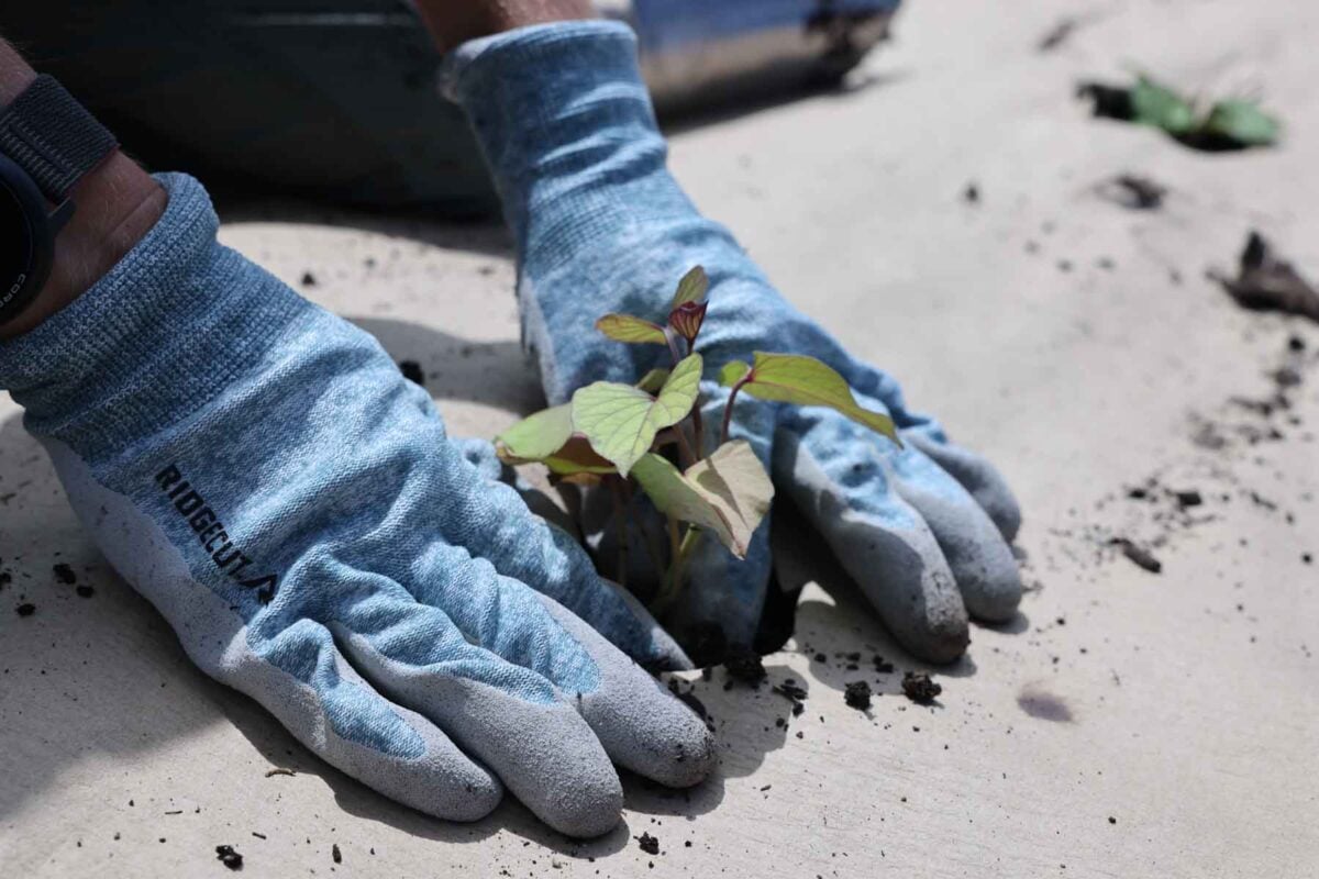 A sweet potato slip is planted in the ground.