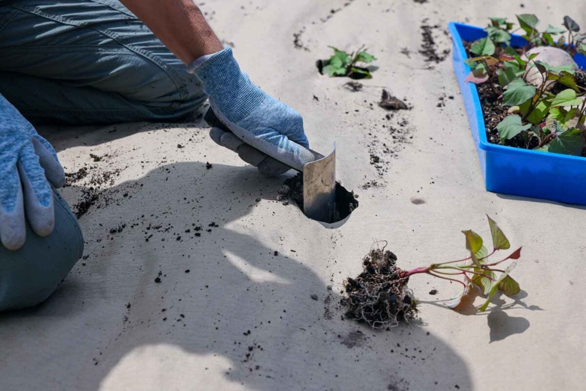 Getting ready to plant sweet potato slips in the soil.