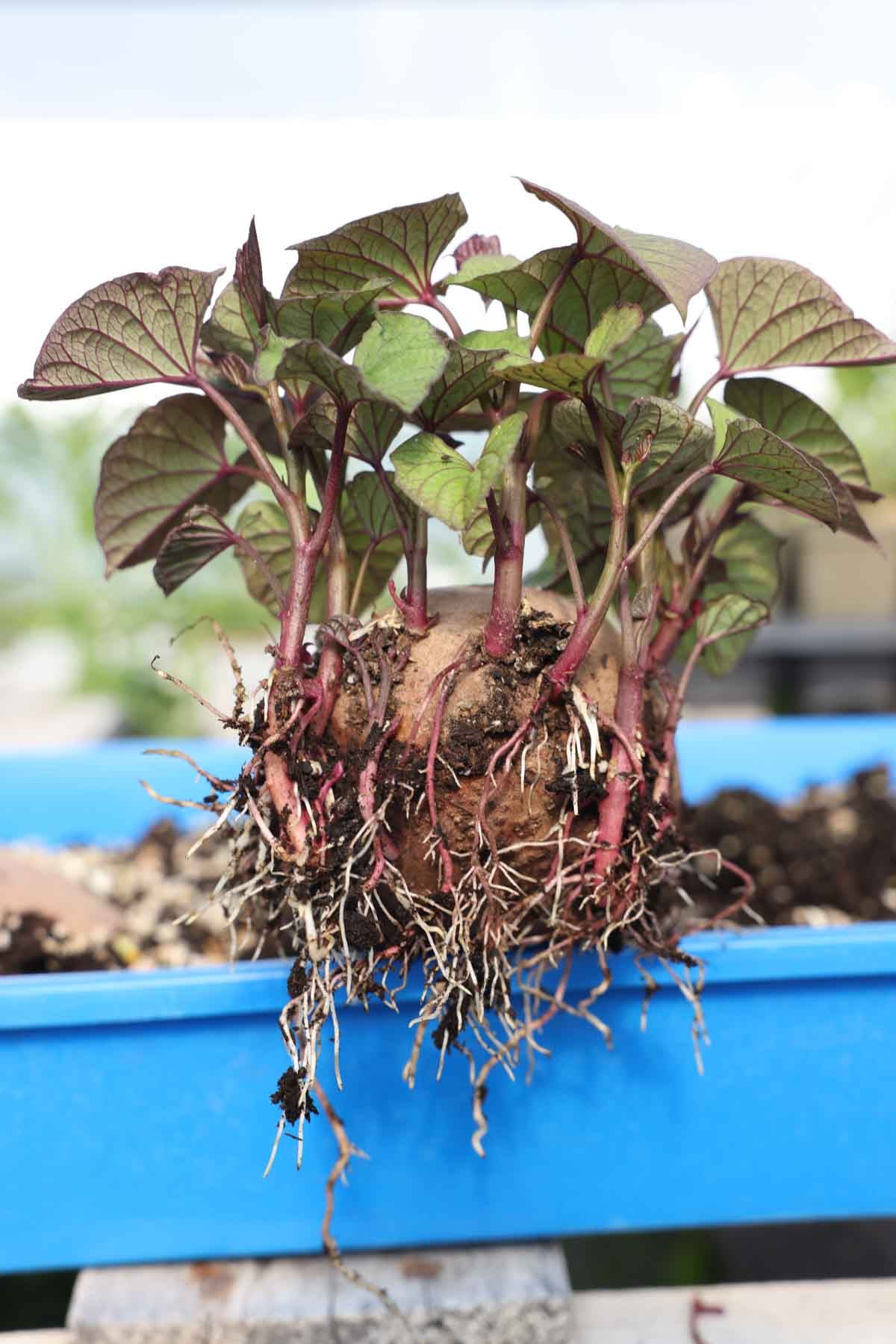 A sweet potato in soil grows slips with a good root system.
