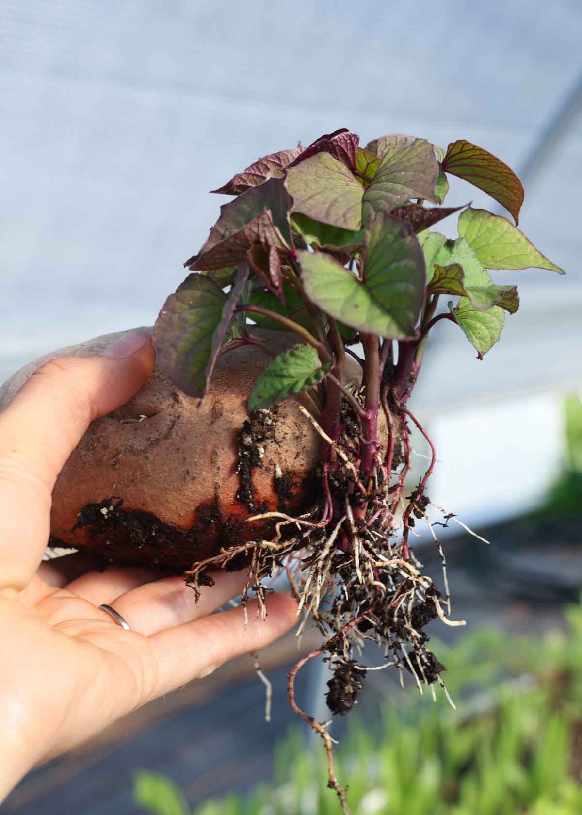Sweet potato slips growing off of a potato with large roots.