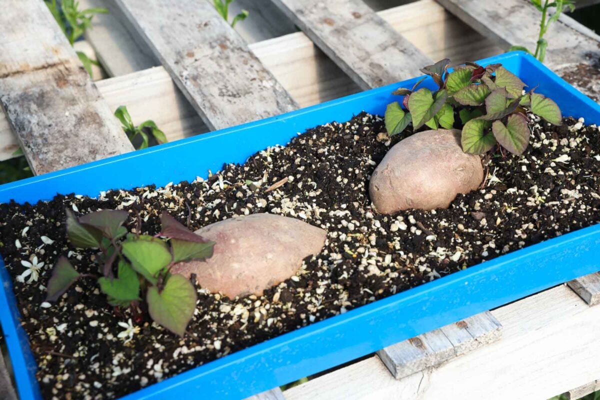 Sweet potatoes in a tray filled with soil are starting to grow slips.