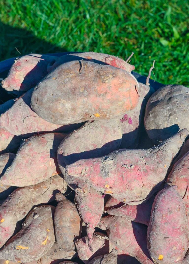 Large sweet potatoes in a wheelbarrow.