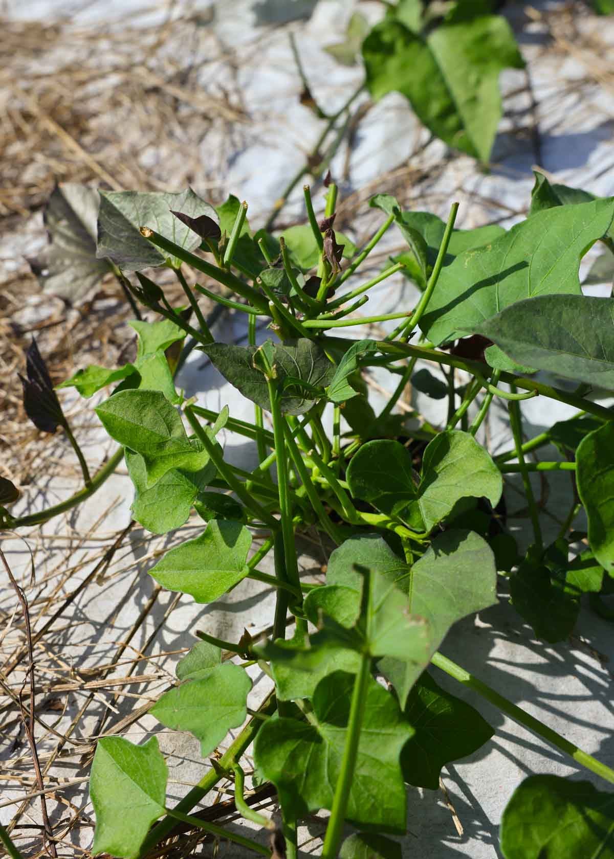 Leaves are eaten on a sweet potato plant due to rabbits.