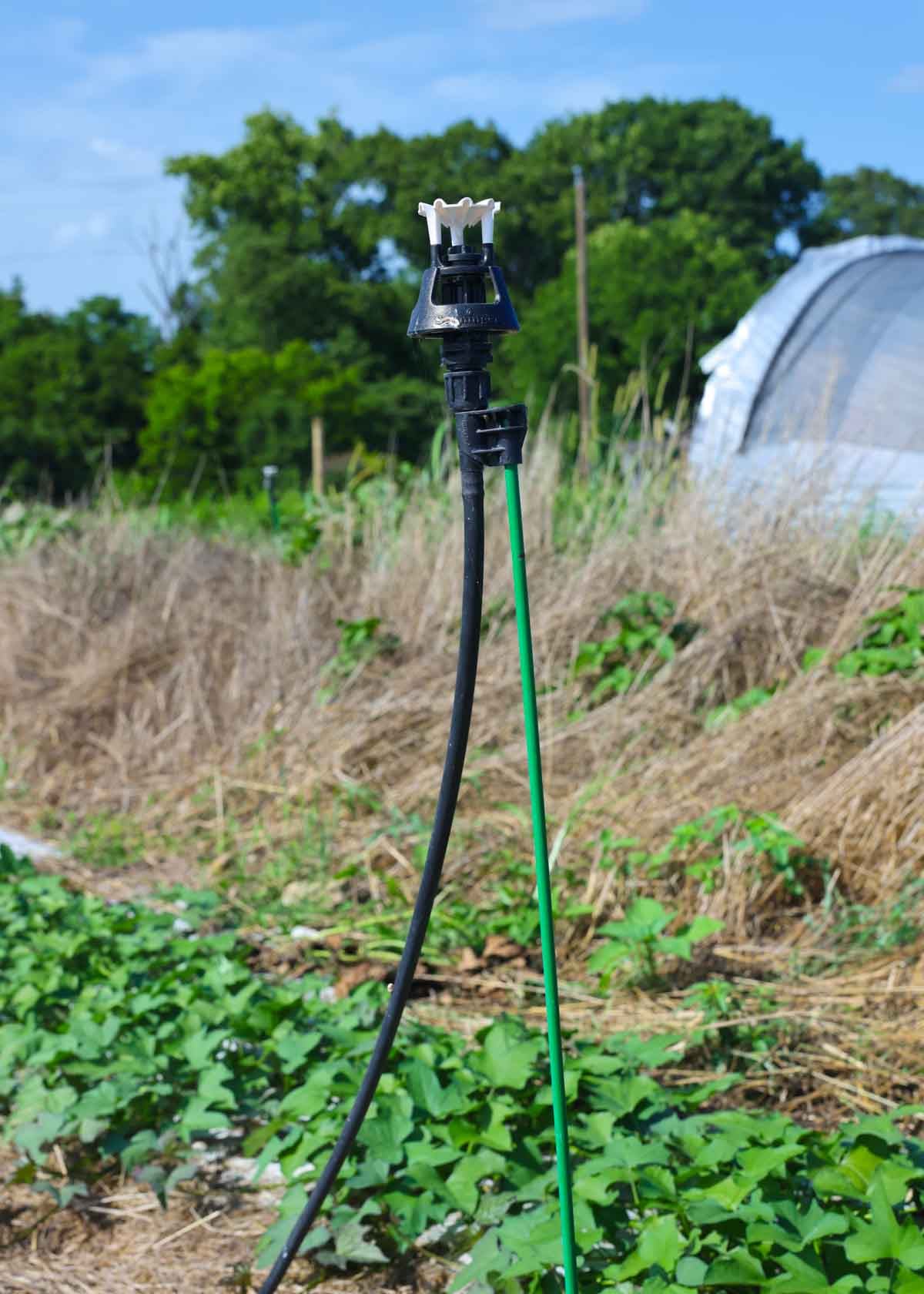 An overhead irrigation setup with a wobbler sprinkler head.