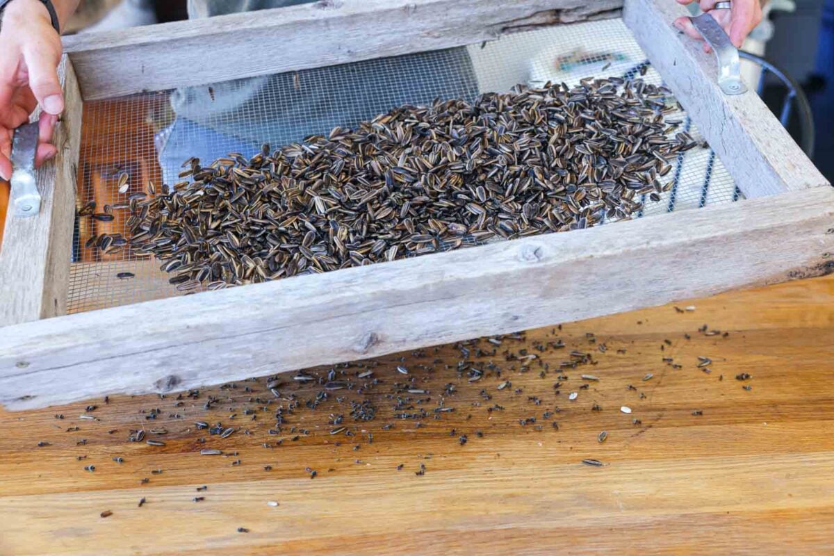 Using hardware mesh to sift and clean sunflower seeds.