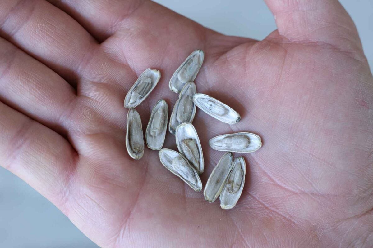 Sunflower seeds that are cracked open held in a hand.
