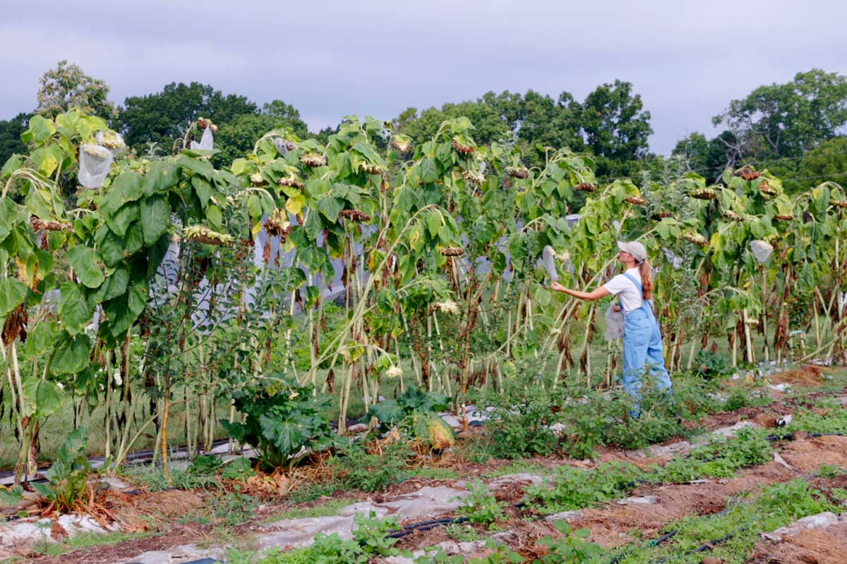 Mature sunflower heads ready for harvest in a garden.